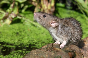 Ratten vertreiben: Welche Mittel helfen gegen die Schädlinge?