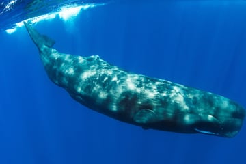 Größtes Raubtier der Welt ist ein jagender Riese aus dem Meer!