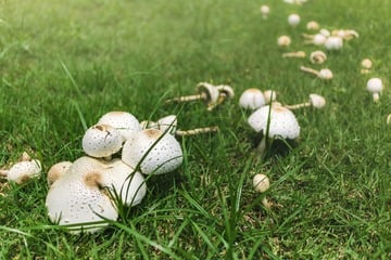 Hexenringe im Rasen bekämpfen: Tipps gegen die Rasenkrankheit
