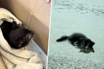 Katzen-Baby kauert verlassen in Pfütze: Was dann passiert, geht ans Herz