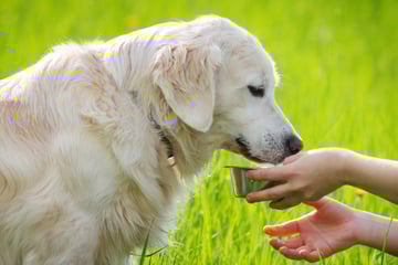 Kräuter für Hunde: Diese Naturheilmittel helfen Deinem Hund