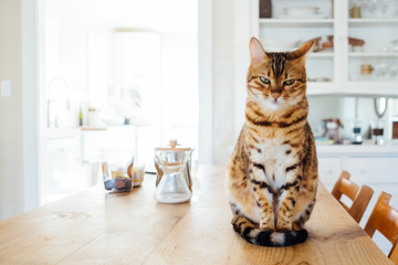 Do cats get jealous?