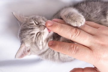 Why does my cat lick me?