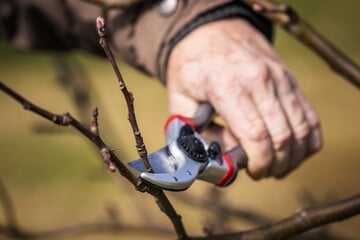 Im Frühjahr oder im Herbst? Wann sollte man Obstbäume schneiden?