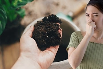 Warum die Blumenerde stinkt und was man dagegen tun kann