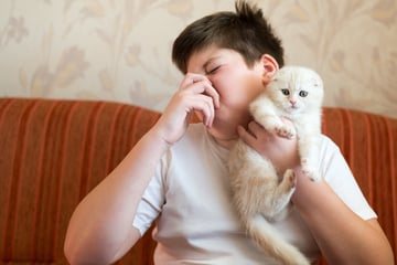 Do cats pass gas? Everything you've (n)ever wanted to know about feline farts