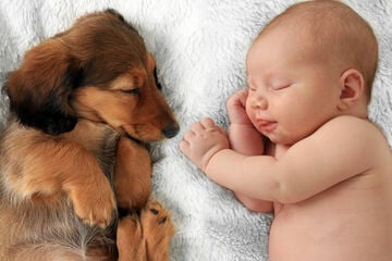 Do dogs know what babies are?