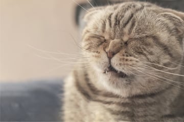 Why is my cat sneezing a lot, and should I be concerned?