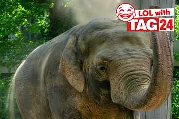 Joke of the Day for May 20, 2025: The best animal jokes to make you laugh