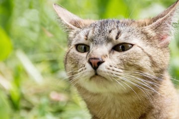 Can cats see and predict the future?