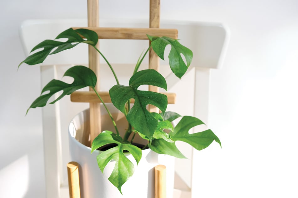 Es gibt viele verschiedene Philodendron Arten, die sich optisch stark unterscheiden.