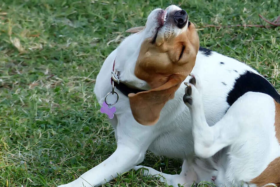 Can fleas jump from dogs to humans?