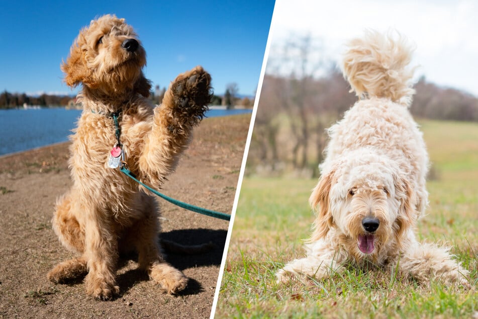 Goldendoodle im Porträt: Das solltest Du über den beliebten Familienhund wissen
