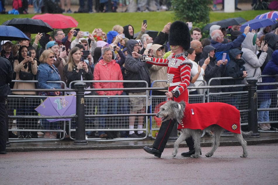 Ein Mitglied der irischen Garde mit ihrem Maskottchen, dem irischen Wolfshund Turlough Mor, liebevoll Seamus genannt, marschierte in Richtung Horse Guards Parade.