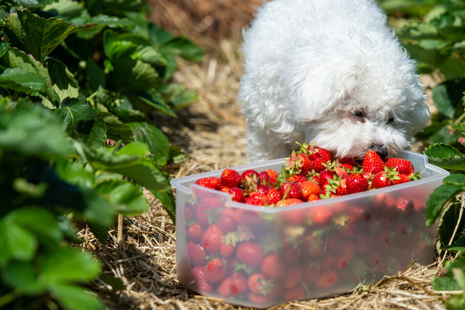 Dürfen Hunde Erdbeeren fressen? Diese Fakten solltest Du kennen!