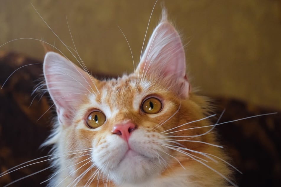 Cats from cold climates, like the Siberian cat, are often bigger and fatter.