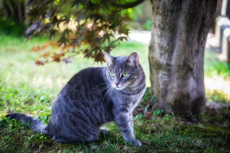 If you want to keep cats away, there are a few smells you can try out.