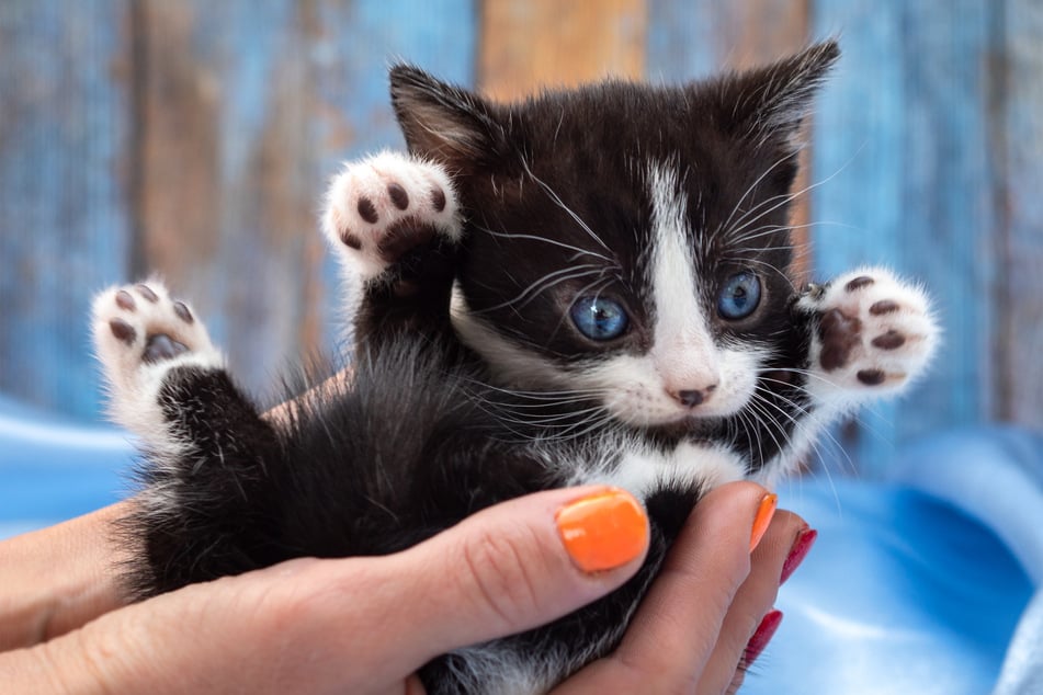 Munchkin cats are small and adorable — honestly, have you seen anything cuter?