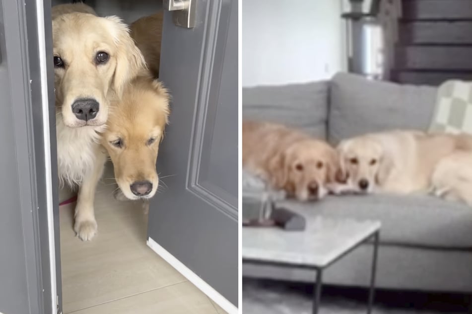 Frau lässt Golden Retriever allein zu Hause: Was sie in der Überwachungskamera sieht, bricht ihr das Herz