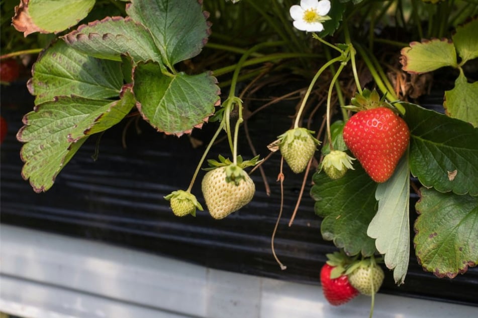 Wo kannst Du in Magdeburg und der Region Erdbeeren pflücken?