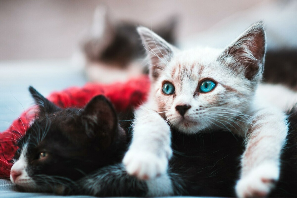 Do you need some cat-related advice?