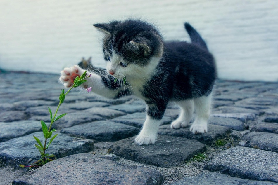 Any cat breed can be an outside cat, but not every cat breed can be an inside cat.