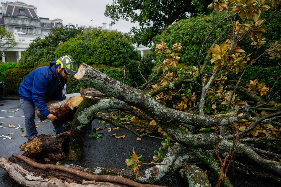 The historic "Jackson Magnolia," believed to have been planted by President Andrew Jackson in the 19th century, was chopped down for safety reasons on Monday.