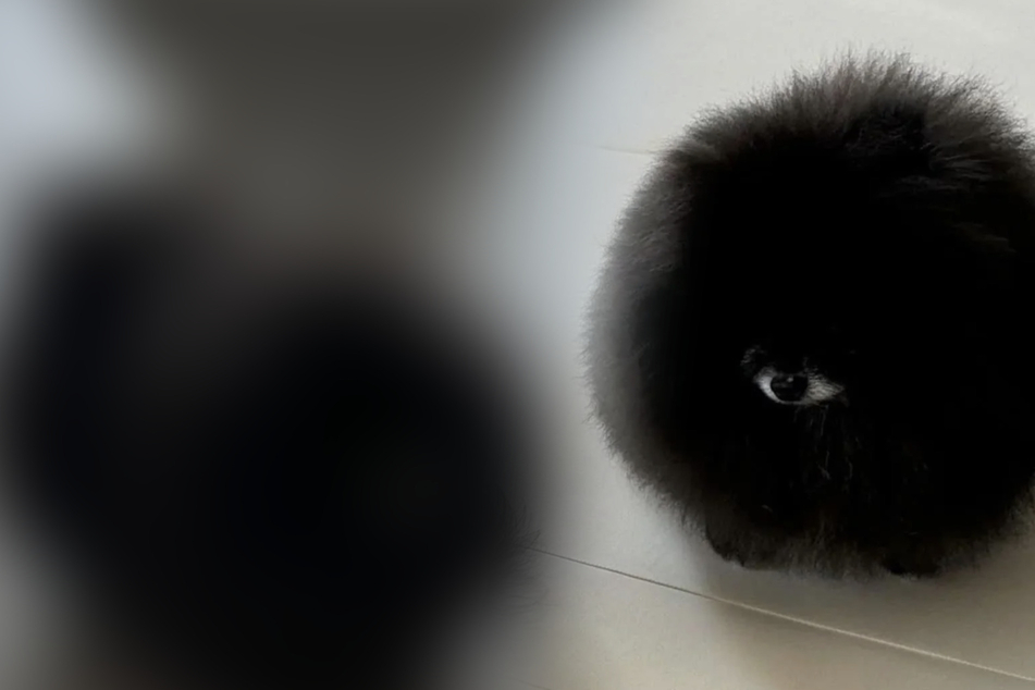 Mysterious one-eyed spherical creature shocks the internet – what is this?