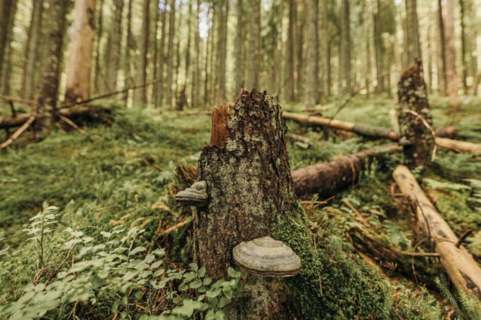 Wanderer entdecken offenbar hochgiftige Substanz im Wald