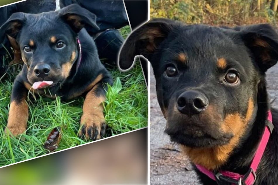 Junger Hund wurde von allen nur enttäuscht: Gibt es für ihn bald ein Happy End?