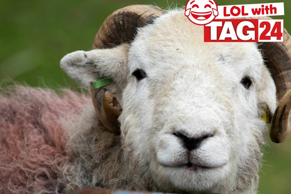 Joke of the Day for April 25, 2025: The best animal jokes to make you smile