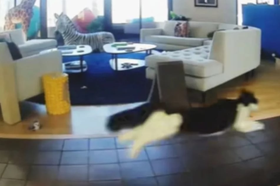 Cats suddenly sprint away in fear – then their owner realizes the hair-raising cause!