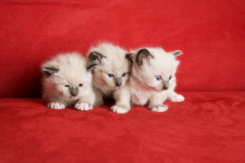 Is there anything cuter than a snowshoe kitten?