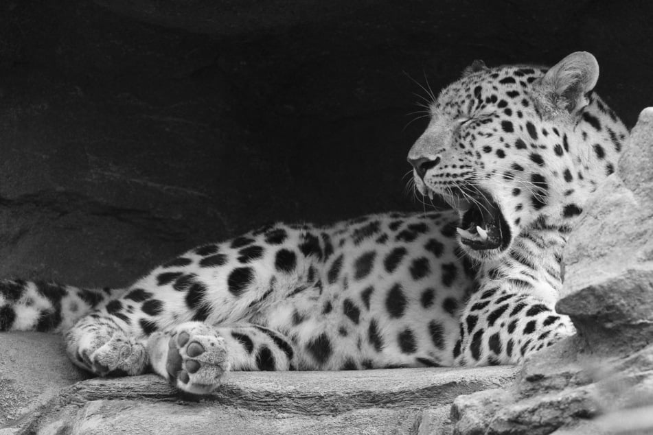 Tränenreicher Abschied von Kater Xembalo im Leipziger Zoo: "Wir haben ihn alle mit begleitet"