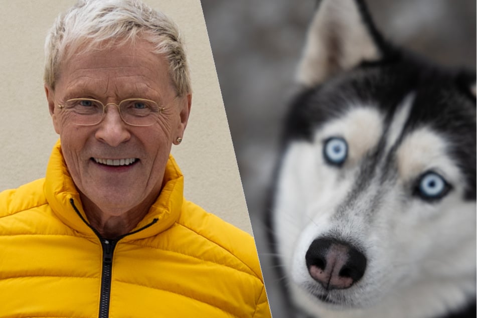 Damit Husky Minimi zum Tierarzt kann: Wolle vor Ort!