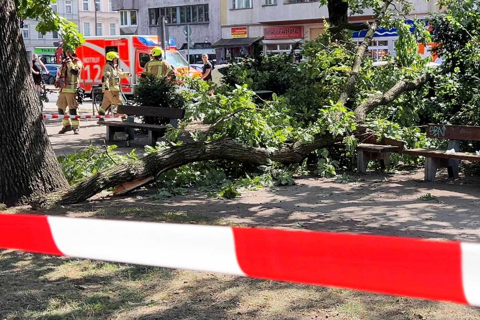 Massiver Ast bricht in Moabiter Park ab: Mann in Lebensgefahr!
