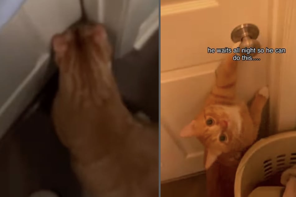 Cat waits outside the bedroom door all night to see his very favorite person!