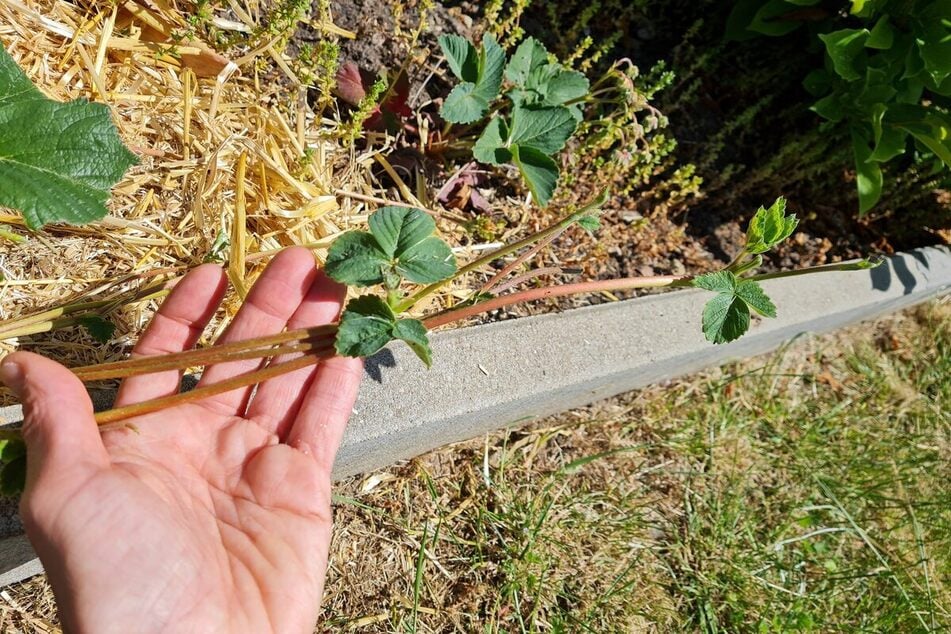 Erdbeeren vermehren: Mit diesen 5 Tipps erntest Du viele Früchte