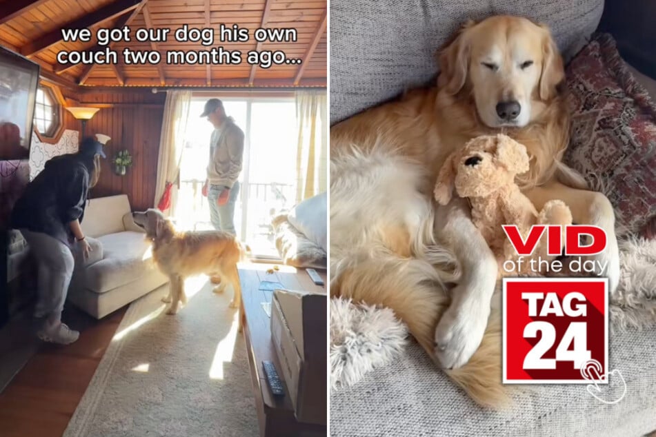 viral videos: Viral Video of the Day for May 15, 2025: Golden retriever scores very own couch and lives his best life!