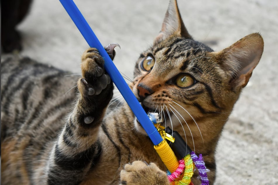 It's quite common for cats to accidentally bite their humans while playing.
