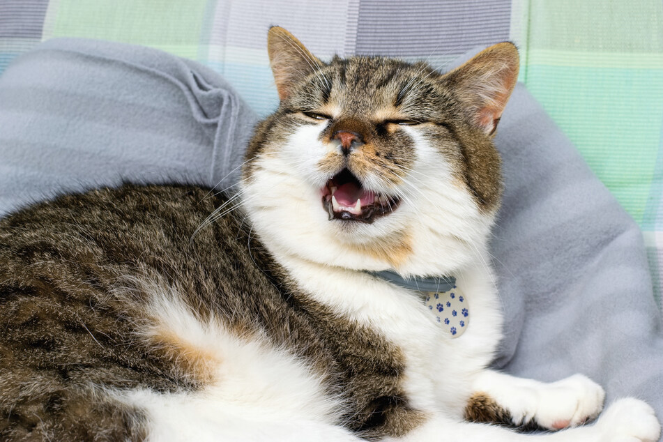 Why is my cat sneezing?