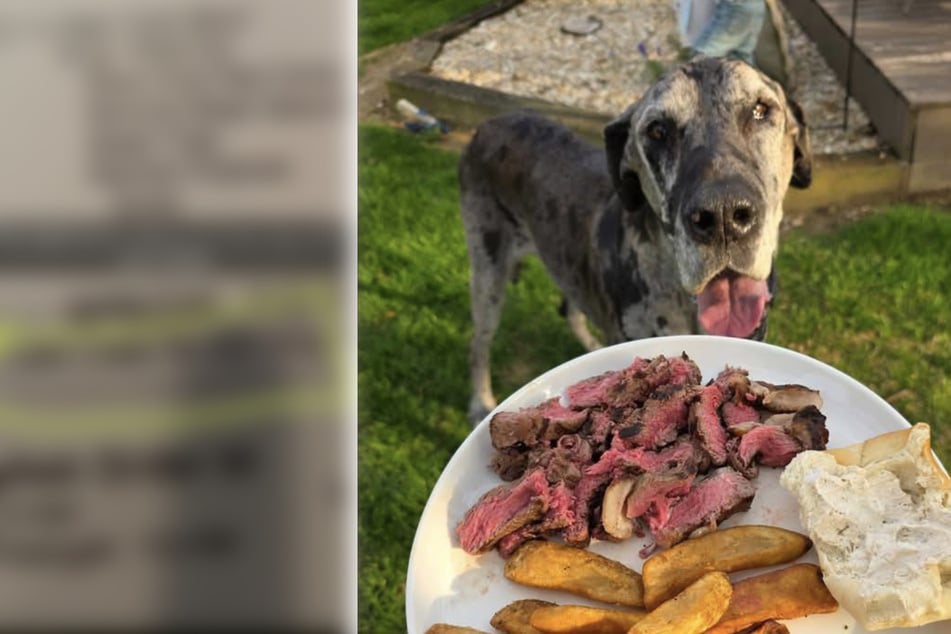 Dog owner orders special final meal for sick pup – and receives the sweetest surprise!
