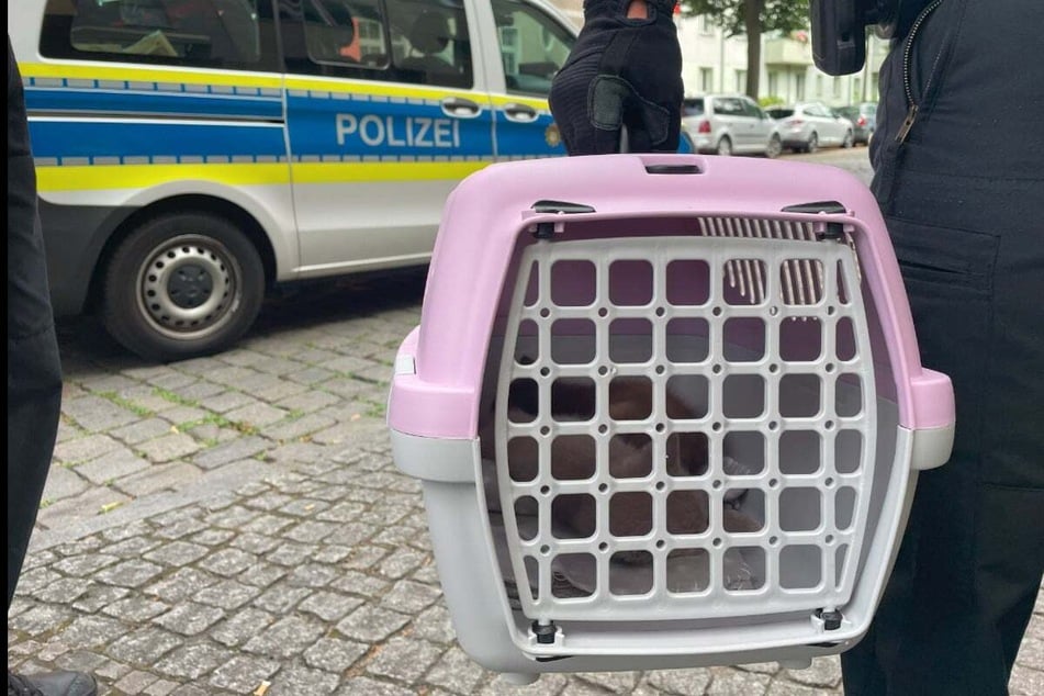 Berlin: Katzenbabys vor Dönerbude verscherbelt: PETA deckt illegalen Tierhandel auf