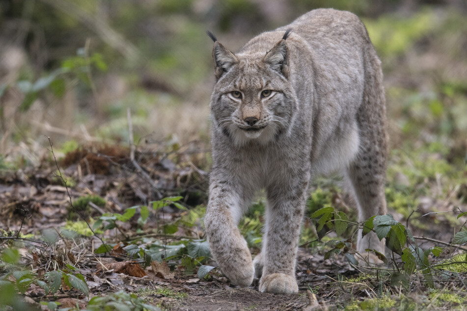 Erste Luchse in Sachsen ausgewildert