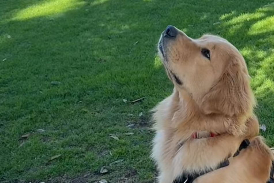 Dog finds a tennis ball in a tree – now he looks for more to "harvest" in adorable video
