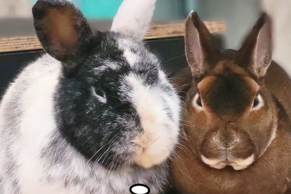 Berlin: Happy End! Nicht nur das Duo hat einen Weg aus dem Berliner Tierheim gefunden