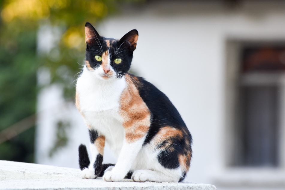 Cats with white paws are considered by some to be lucky.
