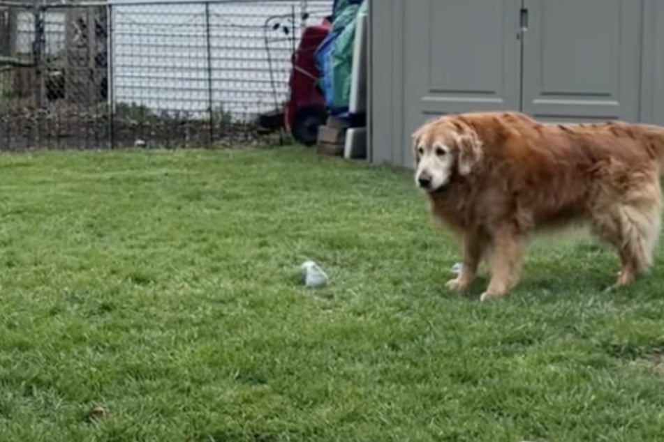 Elderly Golden Retriever tries to keep up with her younger sisters in touching footage