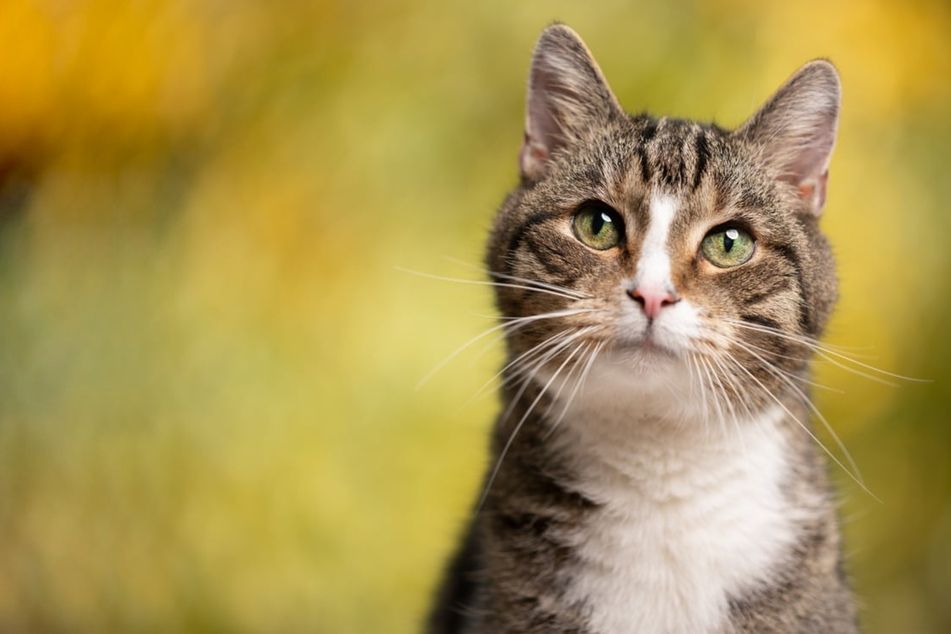 Do cats get lonely and are they the loners we think they are?