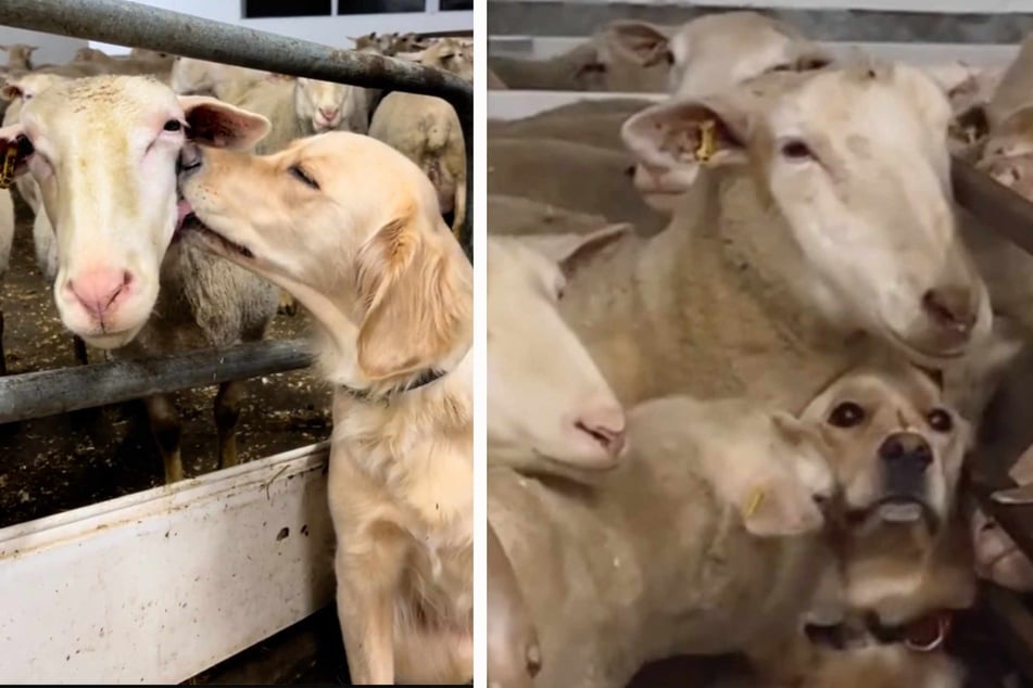 Golden Retriever lebt auf Bauernhof und möchte ein Schaf sein